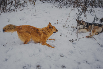 Red dog mongrel playing in the snow