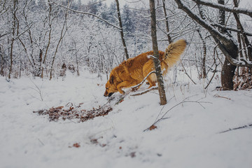 Red dog mongrel playing in the snow