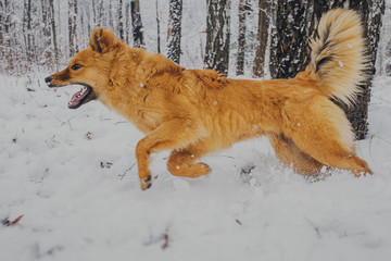 Red dog mongrel playing in the snow