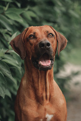 Portrait of the Rhodesian Ridgeback