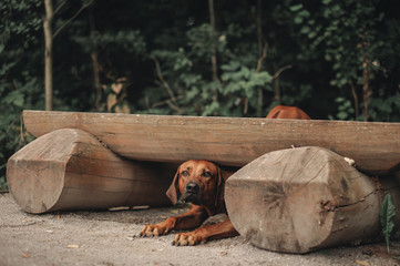 Rhodesian Ridgeback under the bench