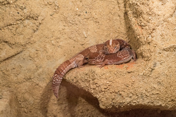 Fototapeta premium Close up shot of African fat-tailed gecko.