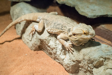 Bearded Dragon on a wood branch. Native to Australia.