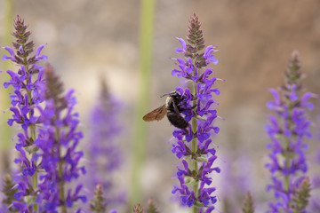 Bumblebee searching for nectar