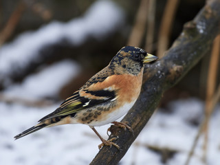 Brambling (Fringilla montifringilla)
