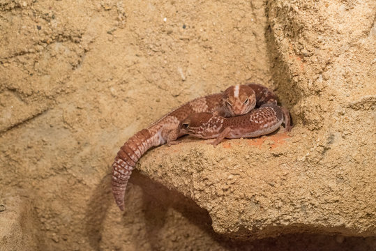 Close up shot of African fat-tailed gecko.