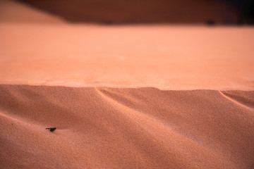 Jalapão Dunes Region in Tocantins - Brazil