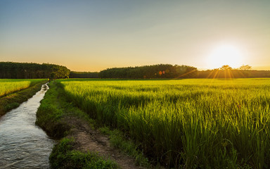 Champ de riz avec lever ou coucher de soleil en lumière moning