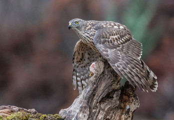 the young goshawk with its different and beautiful postures