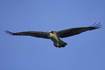 Osprey (Pandion haliaetus)