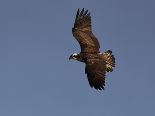 Osprey (Pandion haliaetus)