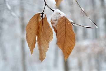 Winter leaves