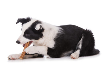 Border Collie Welpe mit Ochsenziemer