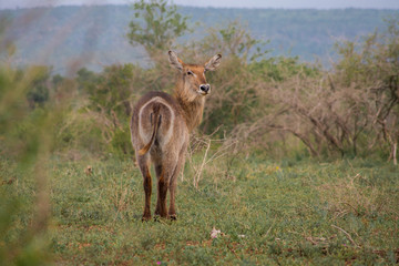 Ellipsen Wasserbock 