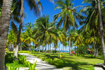 Fototapeta na wymiar Palm trees in Johnny Cay, Island of San Andres, Colombia
