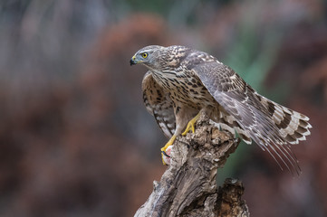 the young goshawk with its different and beautiful postures