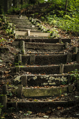 Waldtreppe nach oben