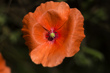 Poppy  f;ower