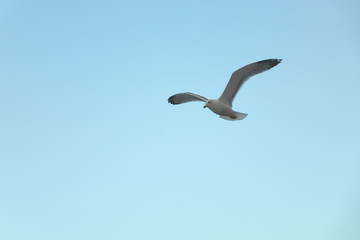 the seagull is flying in the sky