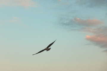 the seagull is flying in the sky