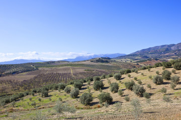 Fototapeta na wymiar olive grove landscape