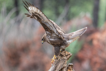 the buzzing look of the buzzard