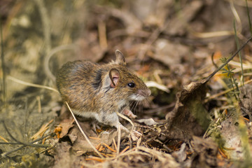 Naklejka na ściany i meble Wild wood mouse resting on the forest floor