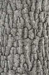 Tree bark texture Background