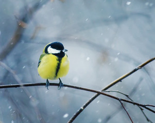 funny nice bird the bird sits hunched on a branch in winter forest