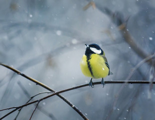 funny bird sits hunched on a branch in winter forest in the snow