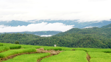 Fototapeta na wymiar Step Rice field in Thailand