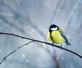  bird sits hunched on a branch in winter forest in the snow