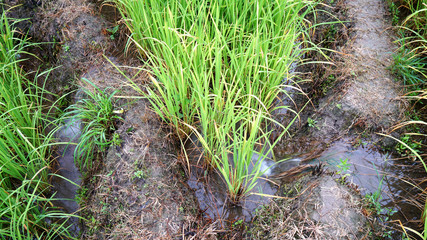 Step Rice field in Thailand