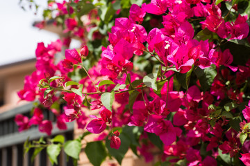 Closeup of bright red bougainvillea flowers.