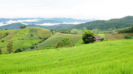 Obraz premium Step Rice field in Thailand