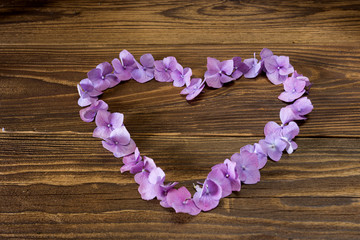 hydrangea - summer flowers