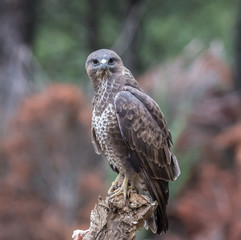 the buzzing look of the buzzard