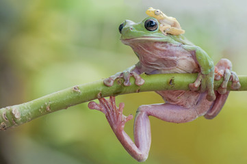 Obraz premium Dumpy Frog and Golden Frog