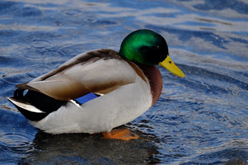 Obraz premium anatra sul lago