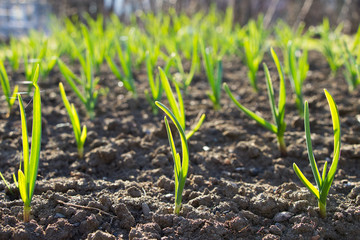 young green garlic plants in a field at spring time, garlic sprouts, garlic plantation  - obrazy, fototapety, plakaty