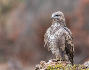 the buzzing look of the buzzard