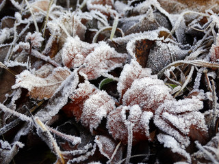Frosted Rowan branch