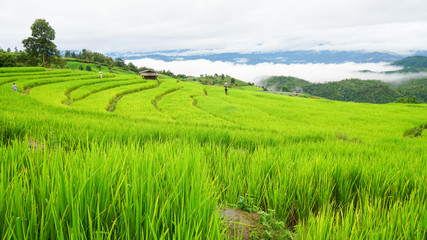 Fototapeta premium Step Rice field in Thailand