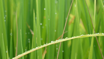 Step Rice field in Thailand