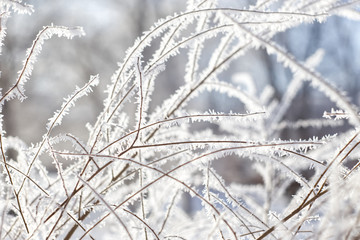The branches of the trees are in frost.