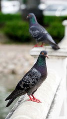 Pigeon in the park