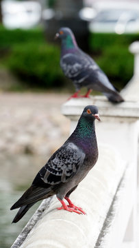 Pigeon in the park