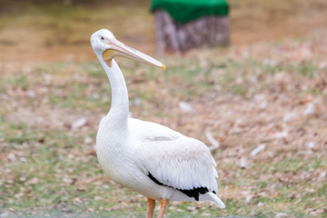 Pelican