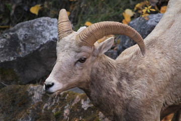 Beautiful wild bighorn sheep on roadside near Radium Hot Springs, Canada