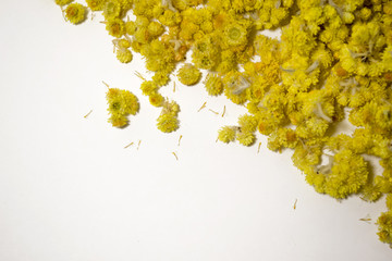 Medicinal plant Helichrysum arenarium a white background . Top view. Yellow dry flowers.
